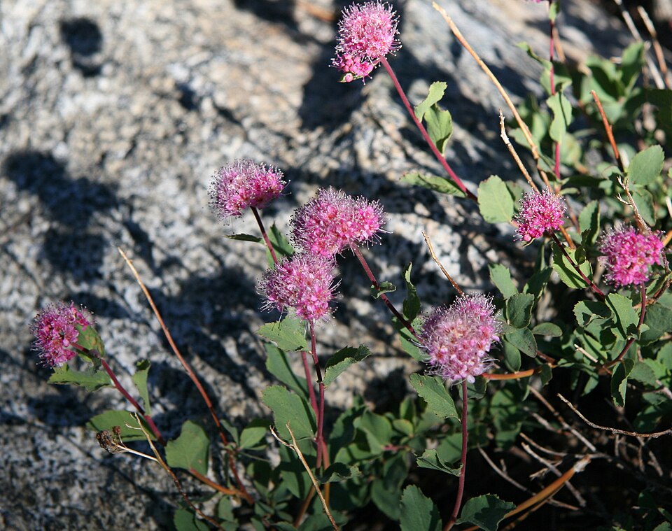 Spiraea splendens (Subalpine Spiraea) (alternate view 10)