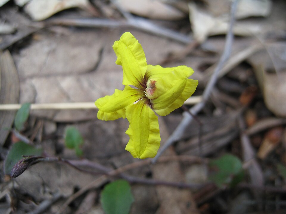 Goodenia hederacea (Ivy Goodenia) (alternate view 10)