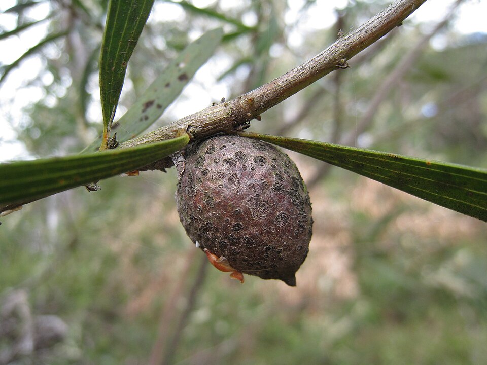 Hakea dactyloides (finger hakea) (alternate view 6)