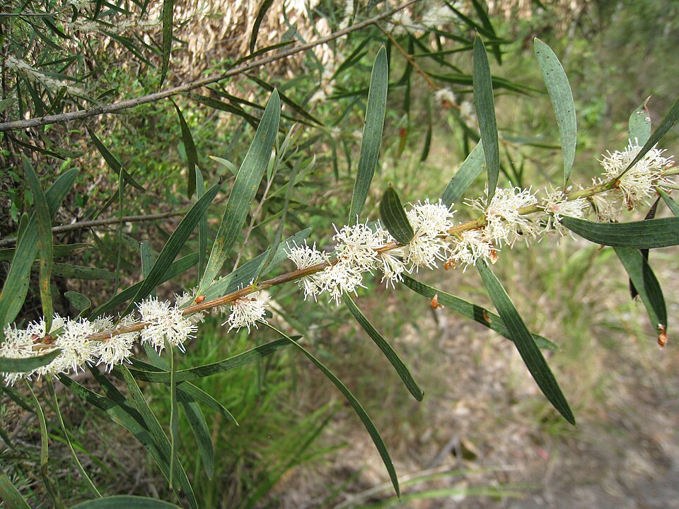 Hakea dactyloides (finger hakea) (alternate view 7)