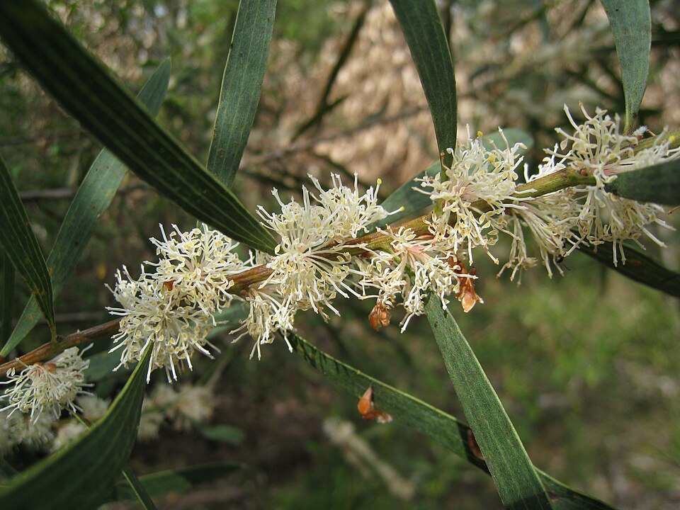 Hakea dactyloides (finger hakea) (alternate view 8)