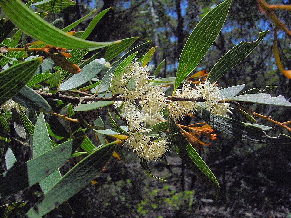 Hakea dactyloides (finger hakea) (alternate view 10)