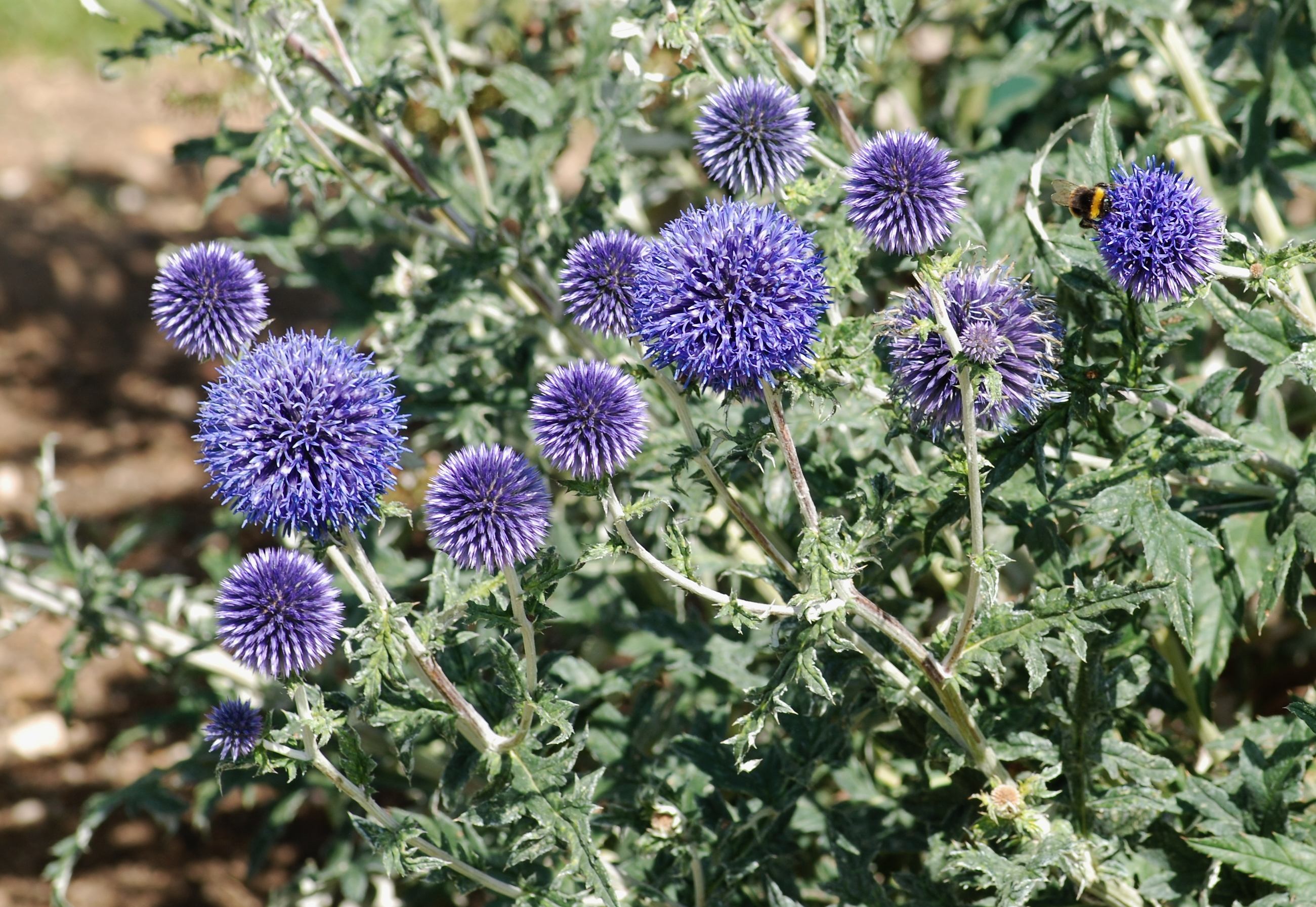 Echinops ritro, Globe thistle — upright deciduous (Asteraceae) (image 7 of 10)