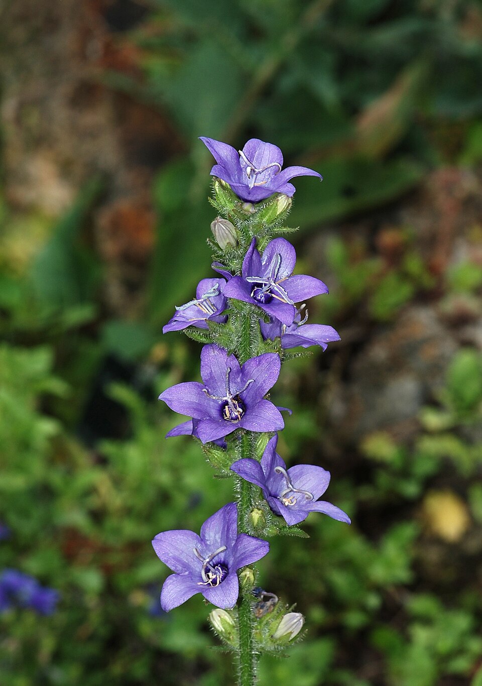 Lobelia siphilitica (Great Blue Lobelia) (alternate view 10)
