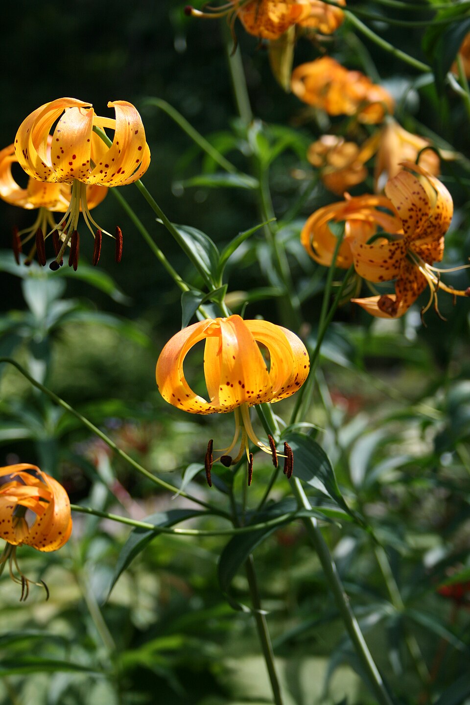 Lilium superbum (Turk's-cap lily) (alternate view 8)