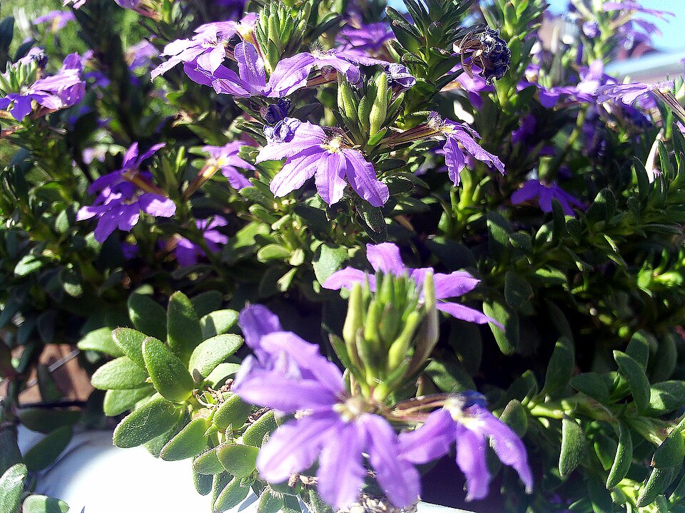 Scaevola aemula (Fairy Fan-flower) (alternate view 9)