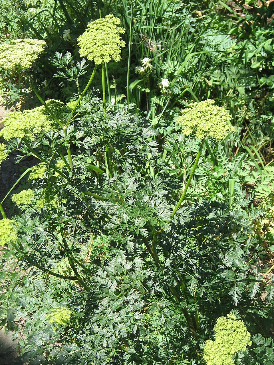 Cenolophium denudatum (alternate view 3)