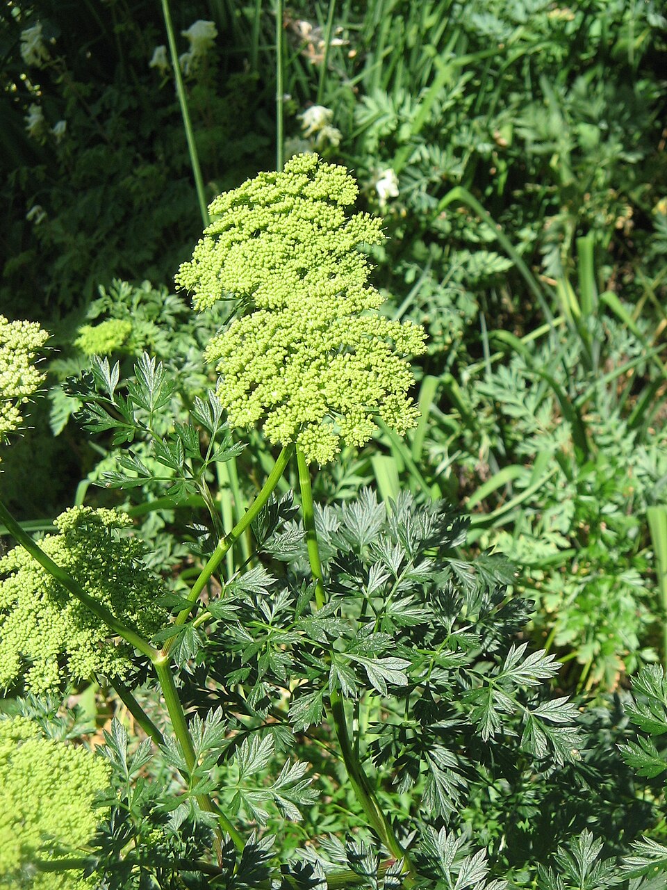 Cenolophium denudatum (alternate view 4)