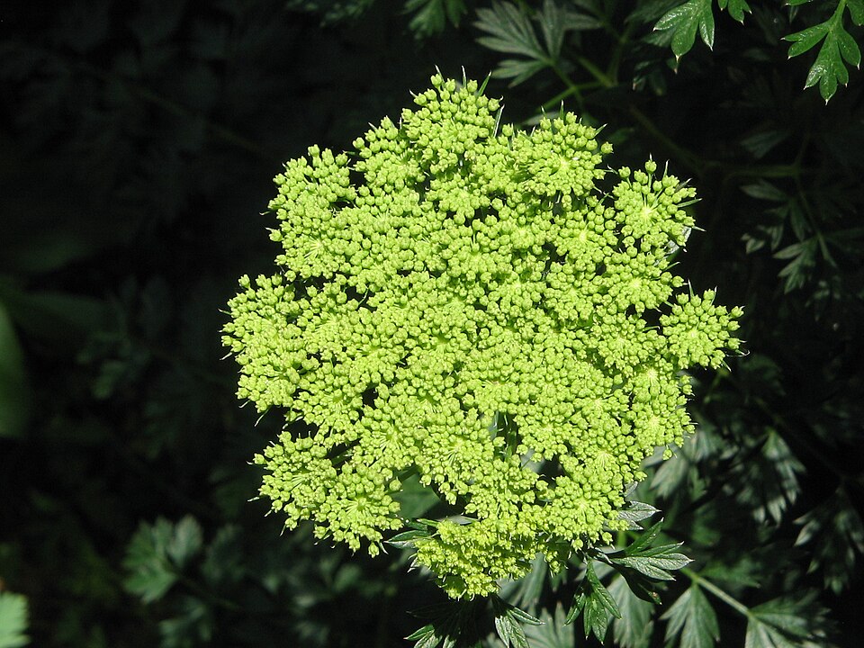 Cenolophium denudatum (alternate view 5)
