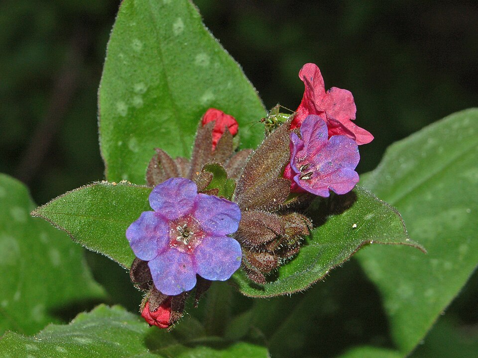 Pulmonaria officinalis (Lungwort)