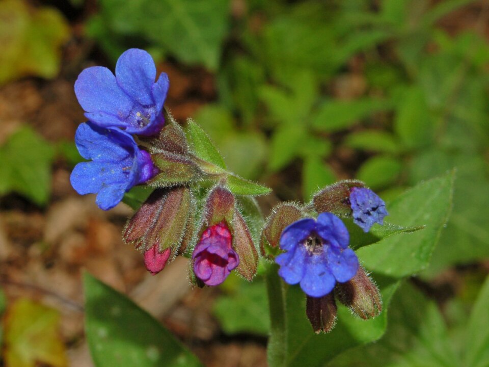Pulmonaria officinalis (Lungwort)