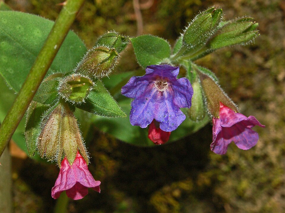 Pulmonaria officinalis (Lungwort)