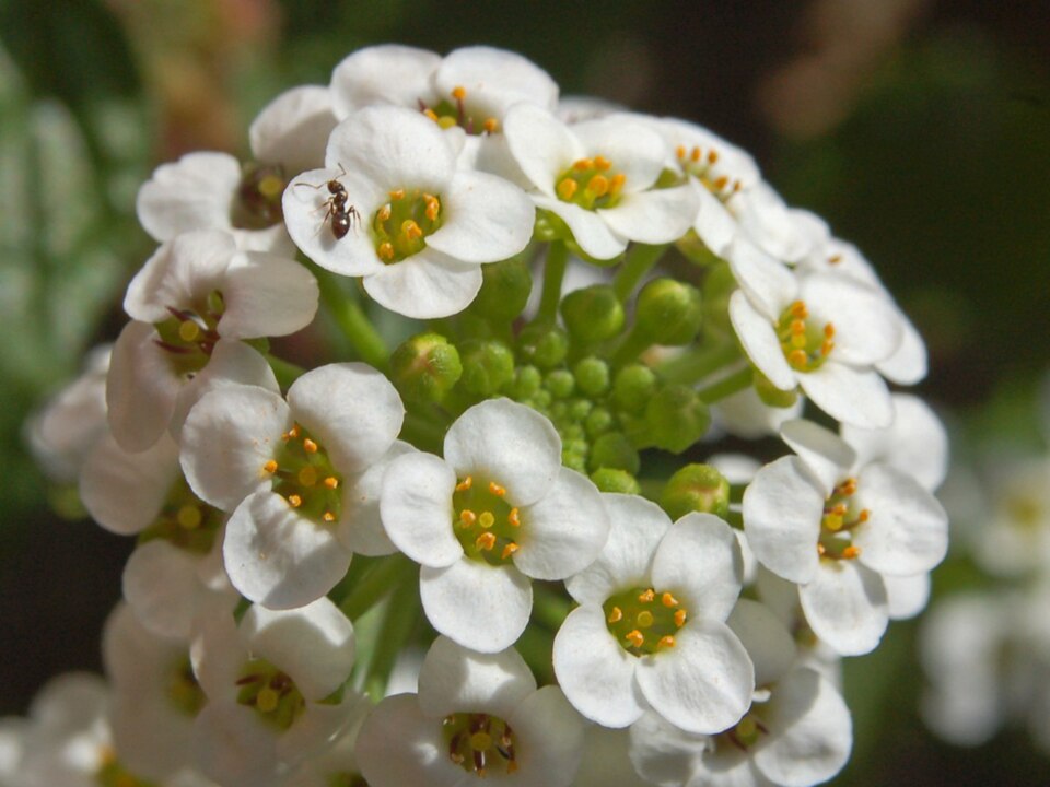 Lobularia maritima (sweet alyssum)