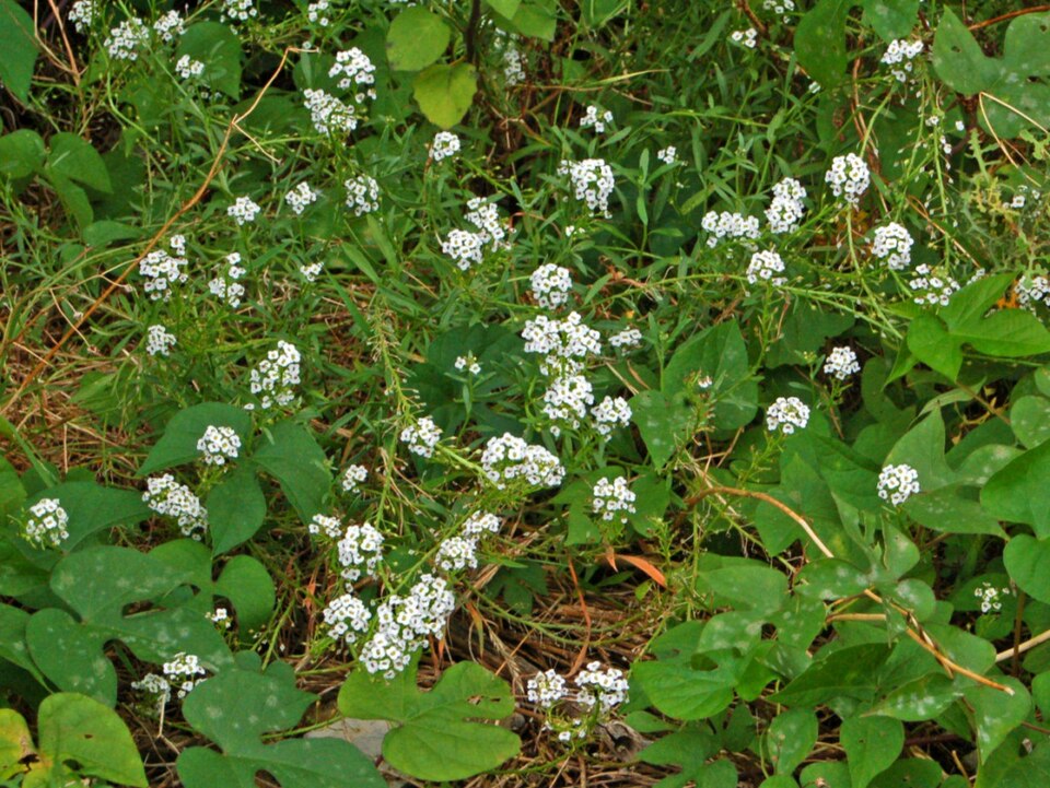 Lobularia maritima (sweet alyssum)