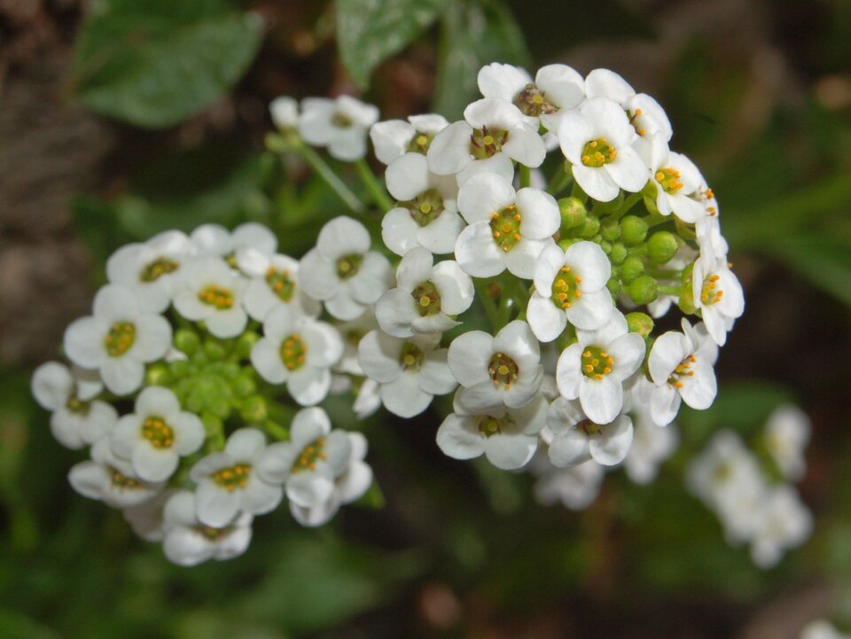 Lobularia maritima (sweet alyssum)
