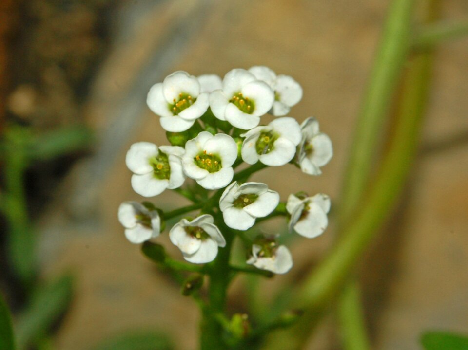 Lobularia maritima (sweet alyssum)