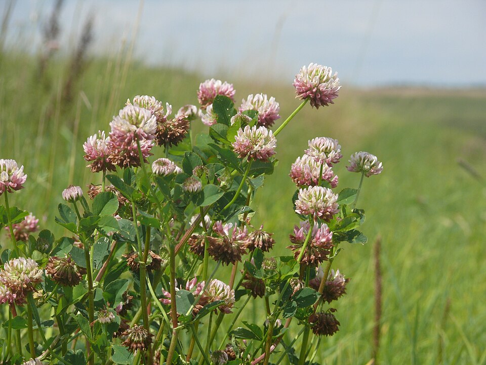Trifolium hybridum (Alsike clover)