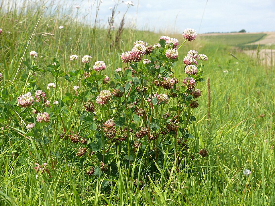 Trifolium hybridum (Alsike clover)