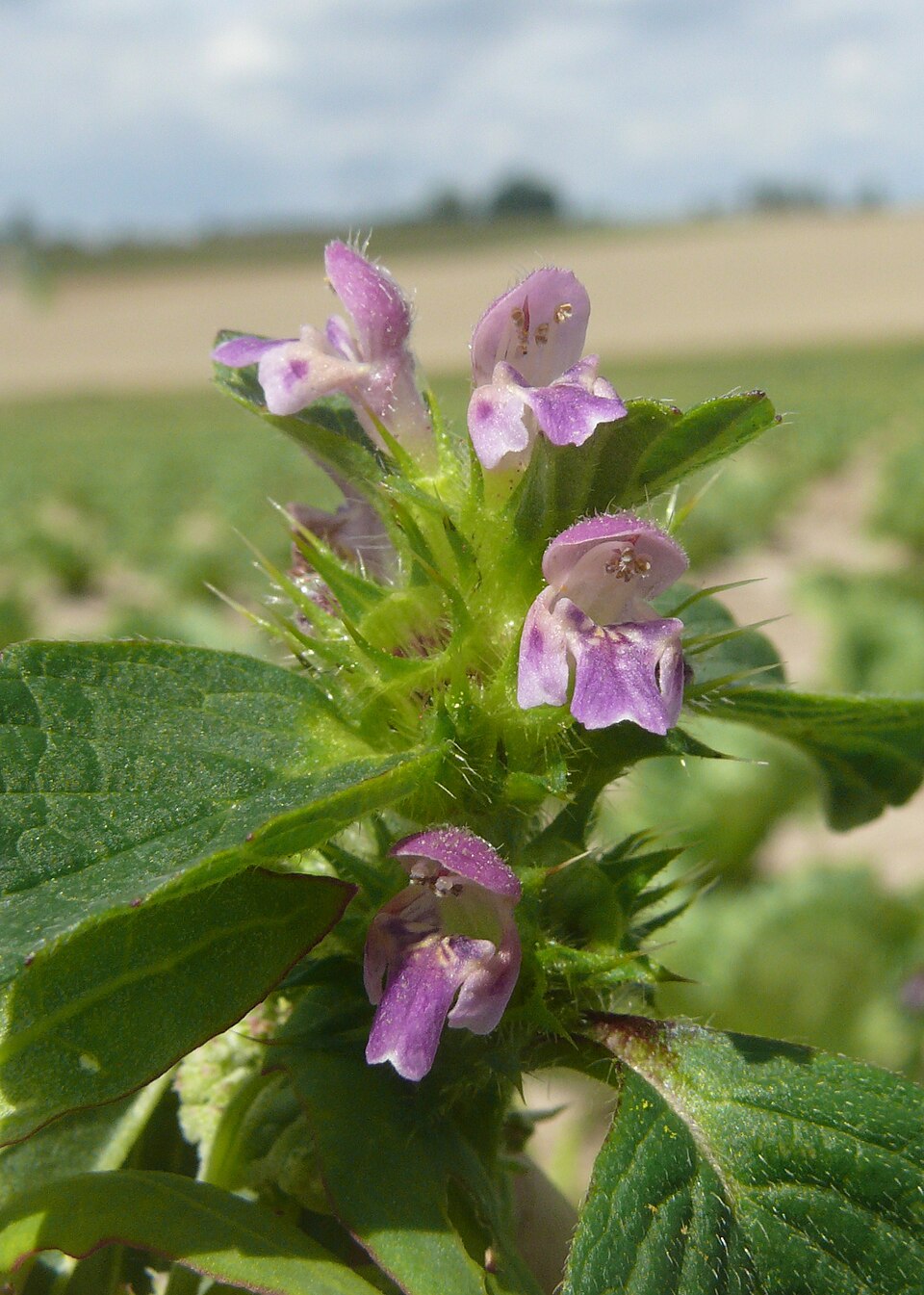Galeopsis bifida (Bifid Hemp-nettle)