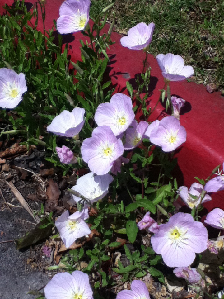 Oenothera speciosa (pinkladies, pink evening primrose) (alternate view 6)