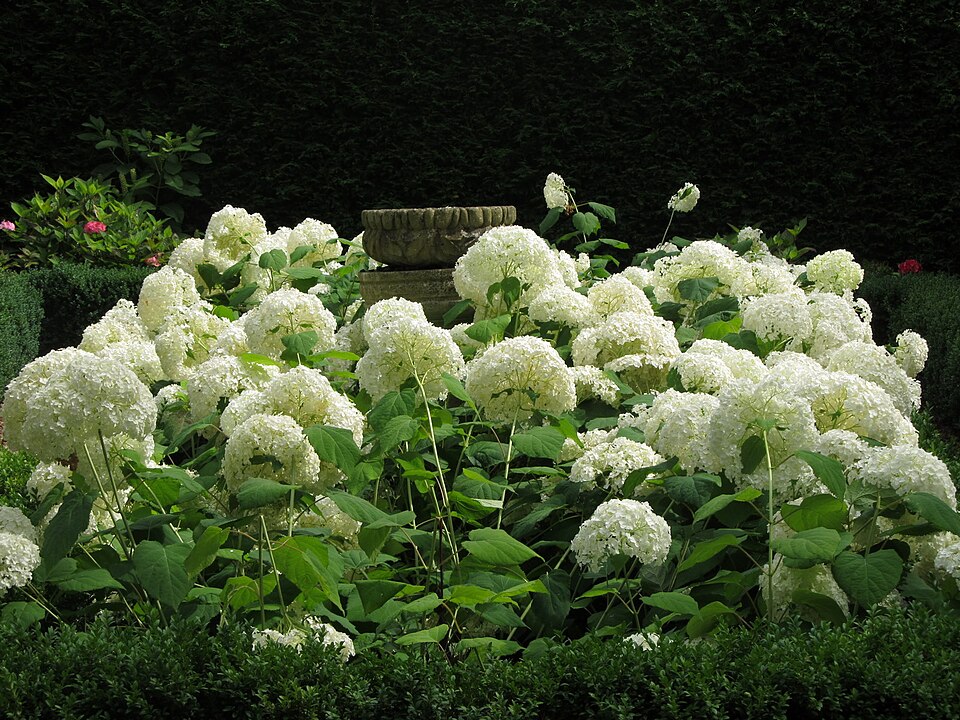 Hydrangea arborescens 'Annabelle' (Annabelle Hydrangea) (alternate view 4)