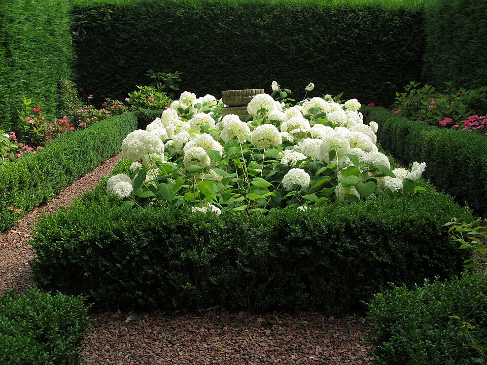 Hydrangea arborescens 'Annabelle' (Annabelle Hydrangea) (alternate view 5)