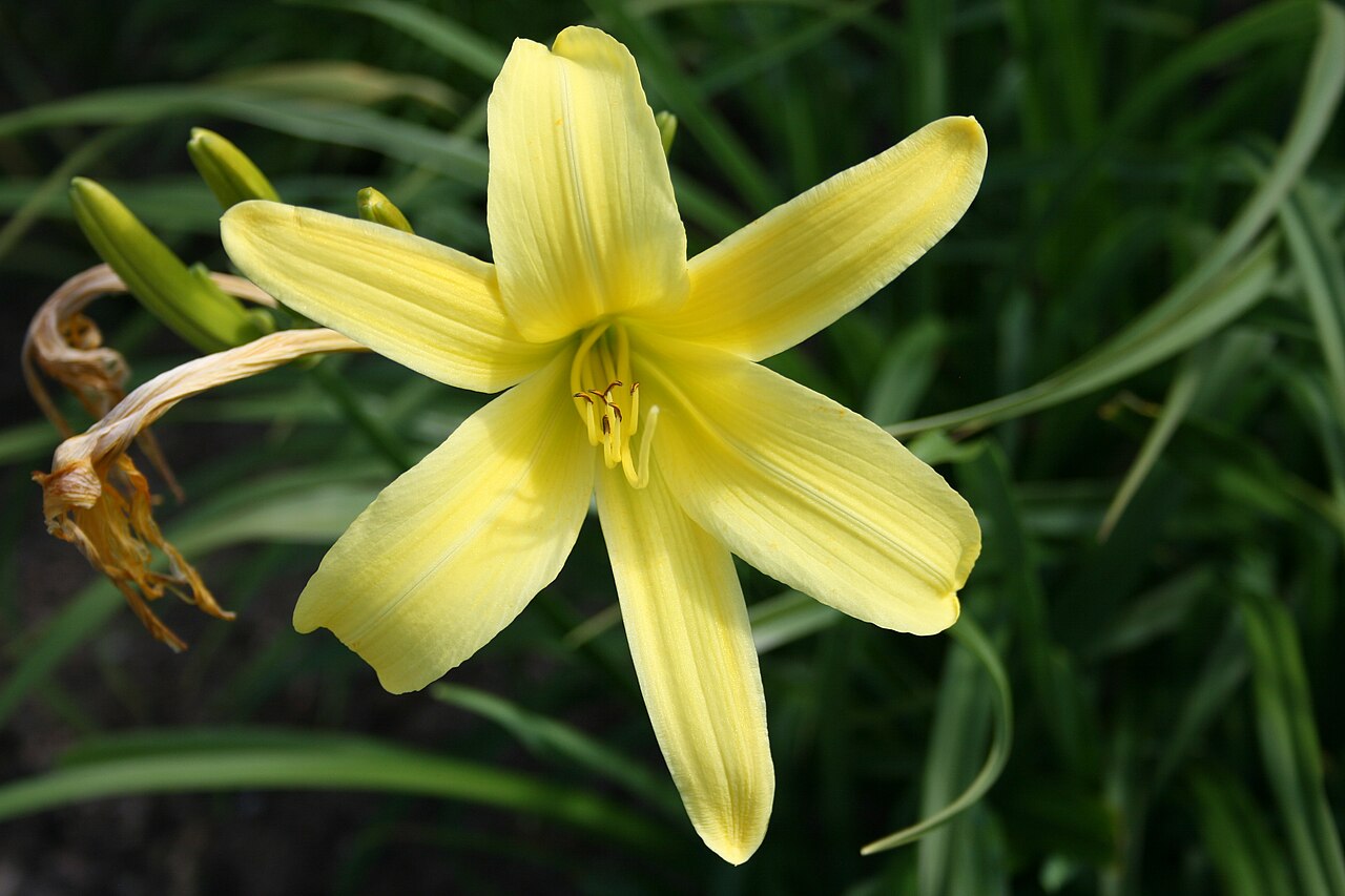 Hemerocallis citrina, Citron daylily — clumping deciduous (Asphodelaceae) (image 8 of 9)