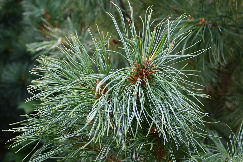 Pinus parviflora 'Glauca' (Blue Japanese White Pine) (alternate view 4)