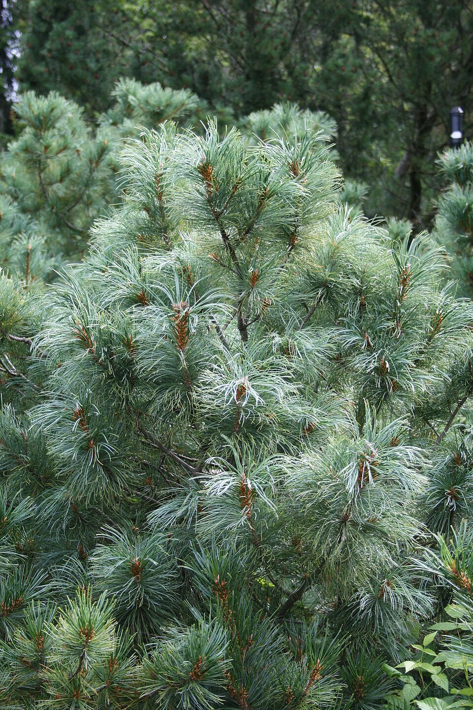 Pinus parviflora 'Glauca' (Blue Japanese White Pine) (alternate view 5)