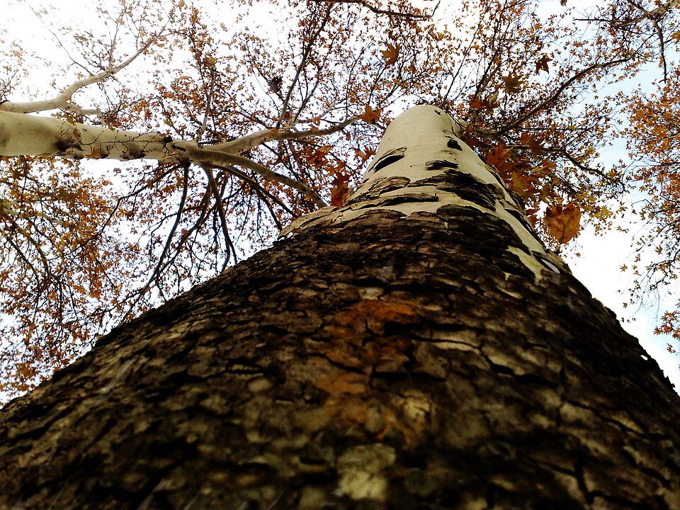 Platanus orientalis (Oriental Plane)