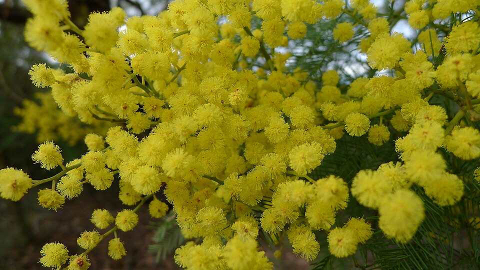 Acacia decurrens (Sydney green wattle) (alternate view 3)