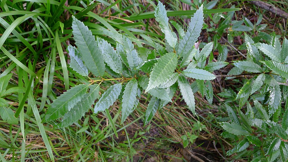 Callicoma serratifolia (Callicoma) (alternate view 7)