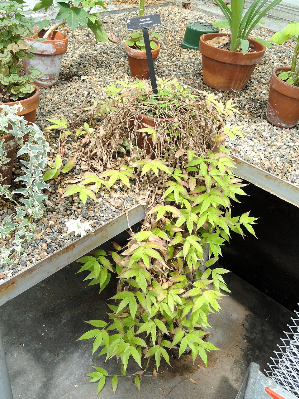 Oplismenus hirtellus (Basket Grass) (alternate view 6)