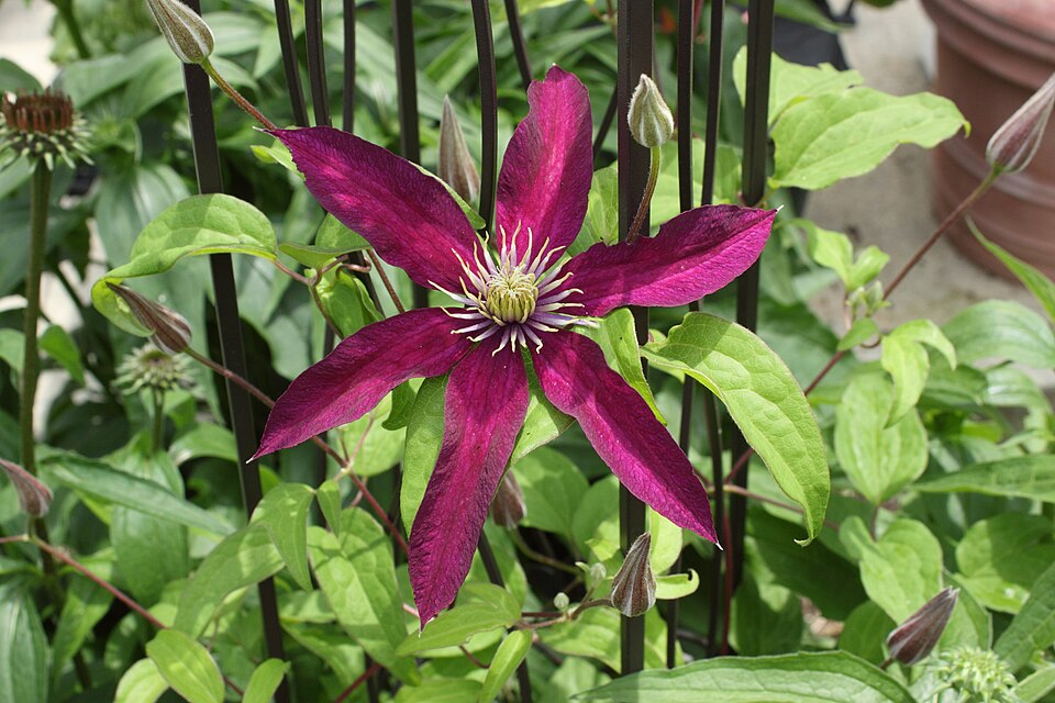 Clematis × 'Niobe' (Niobe Clematis) (alternate view 2)