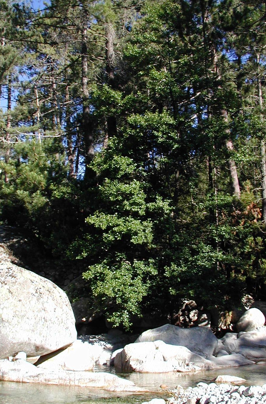 Alnus cordata (Italian alder)