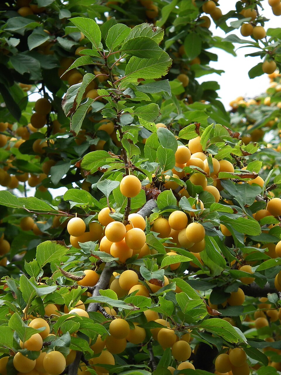 Prunus cerasifera (purple leaf plum, cherry plum) (alternate view 7)