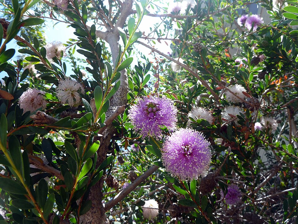 Melaleuca nesophila (Showy Honey-myrtle) (alternate view 9)