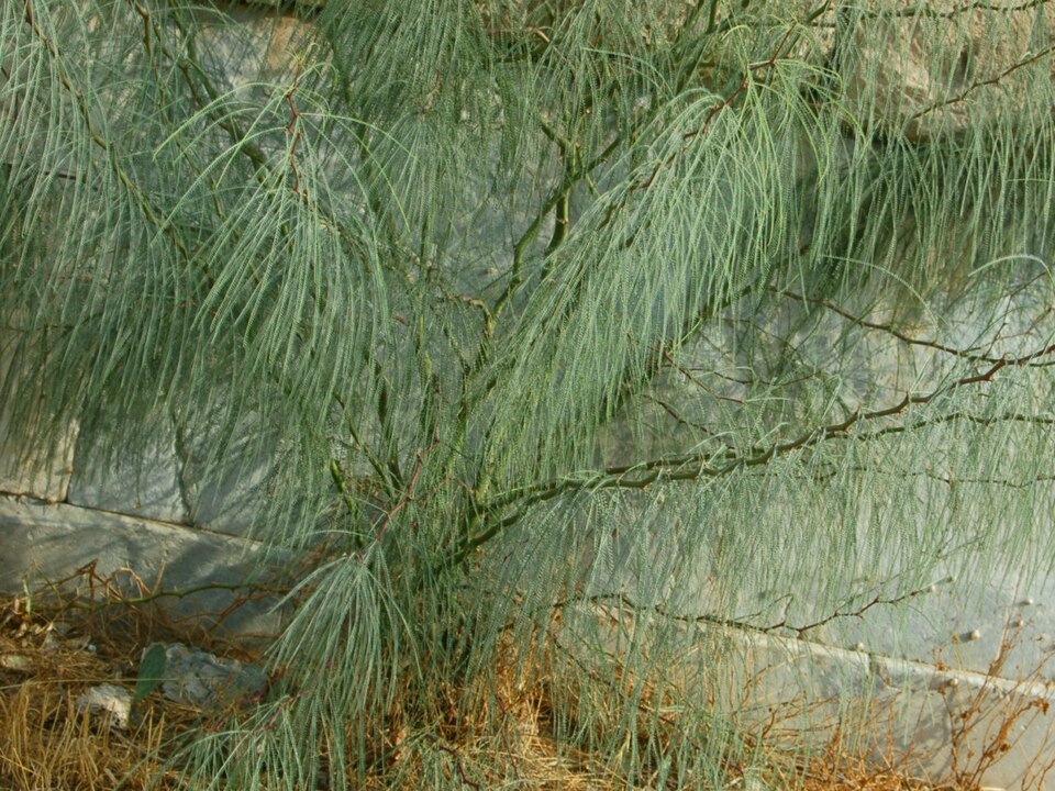 Parkinsonia aculeata (Mexican palo verde)