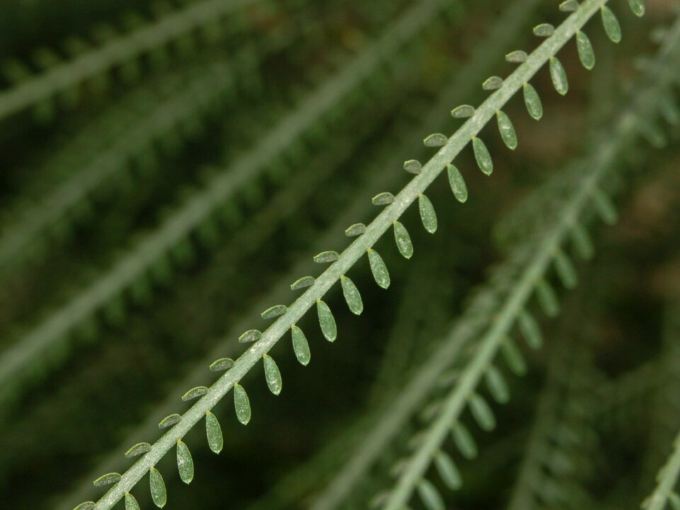 Parkinsonia aculeata (Mexican palo verde)