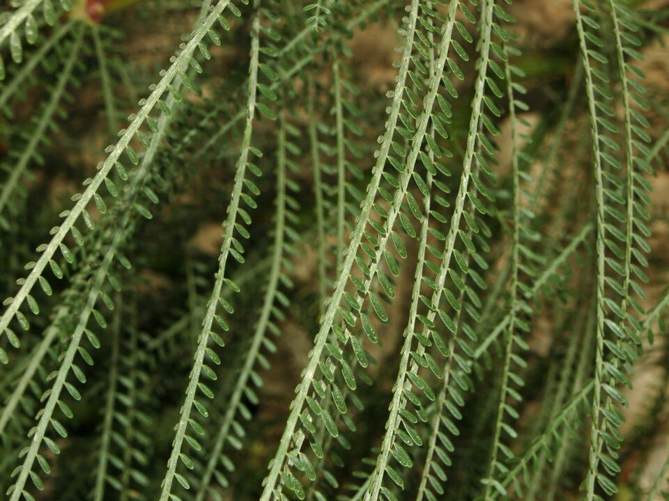 Parkinsonia aculeata (Mexican palo verde)