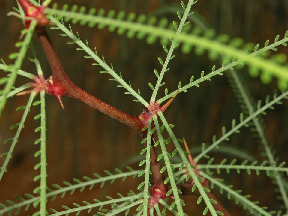 Parkinsonia aculeata (Mexican palo verde)