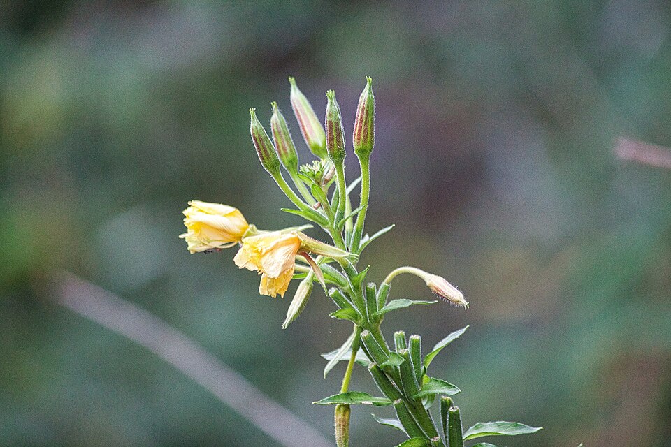 Oenothera (evening primroses, sundrops, and beeblossoms) (alternate view 4)