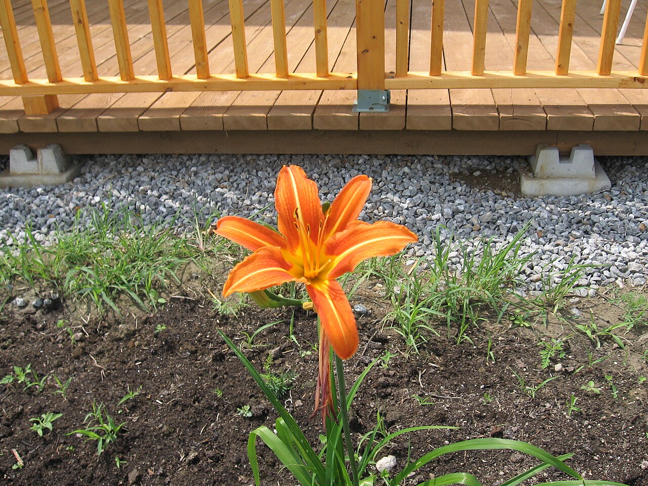 Hemerocallis fulva, Orange daylily — clumping deciduous (Asphodelaceae) (image 3 of 10)