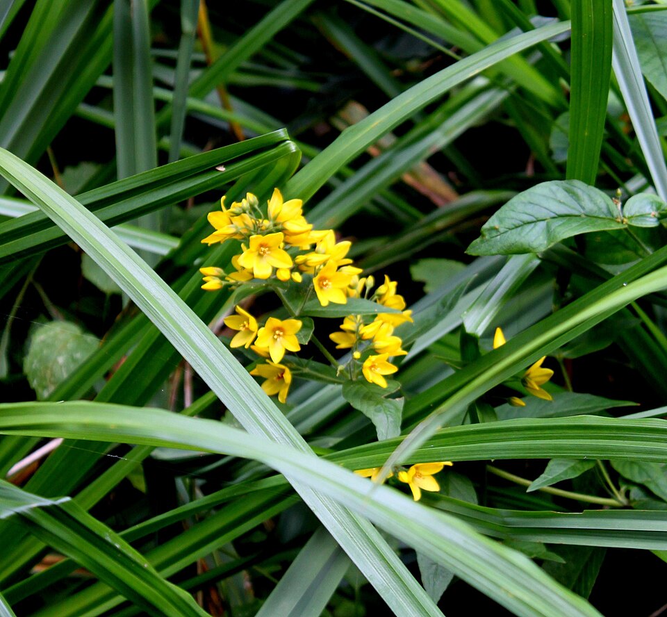 Lysimachia (Loosestrifes) (alternate view 5)