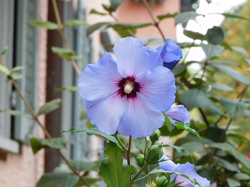 Hibiscus syriacus 'Oiseau Bleu' (Bluebird Rose of Sharon) (alternate view 3)