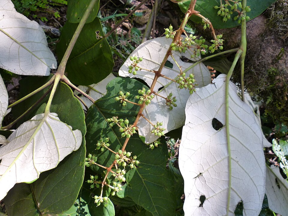 Heptapleurum (umbrella trees) (alternate view 2)