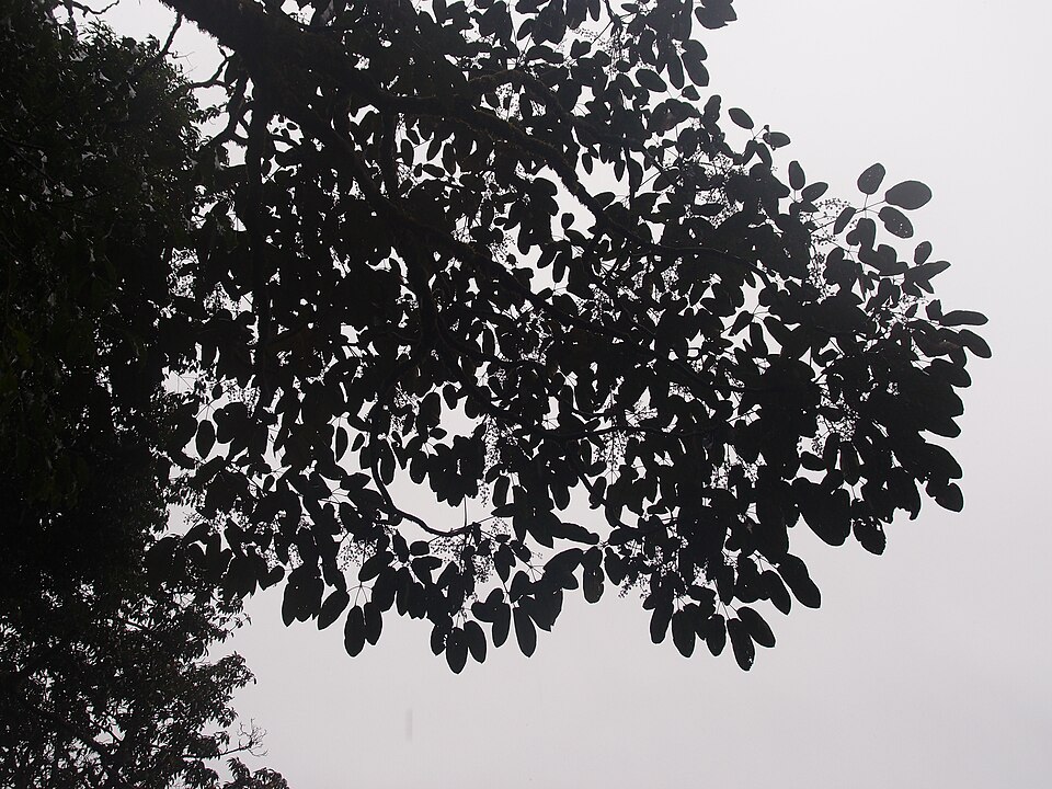 Heptapleurum (umbrella trees) (alternate view 3)