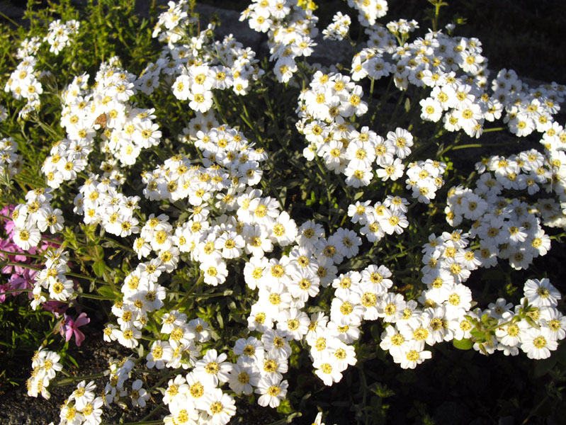 Achillea ageratifolia (Greek Yarrow) (alternate view 9)