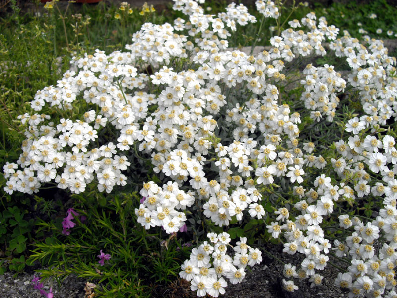 Achillea ageratifolia (Greek Yarrow) (alternate view 10)
