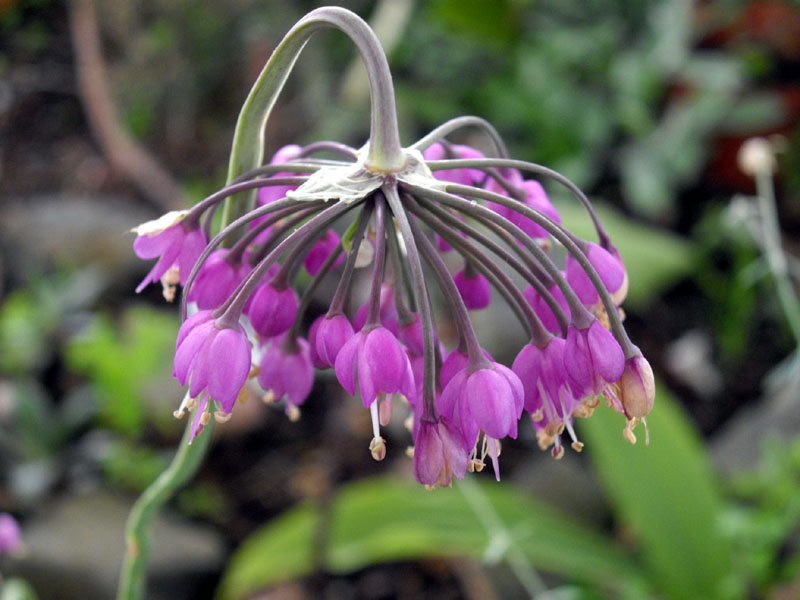 Allium cernuum (Nodding Onion) (alternate view 6)